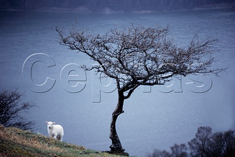 Lamb and gnarled tree above  Llyn Brianne Powys Wales