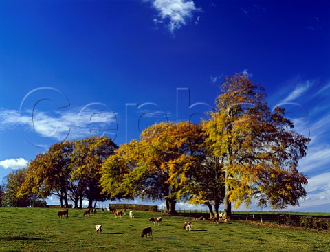 Cattle grazing in meadow on the North Downs near   Dorking Surrey England