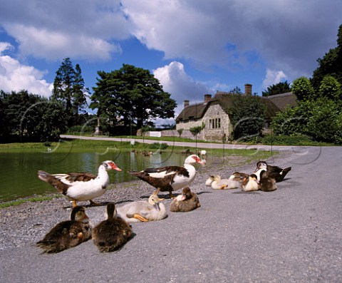 Muscovy ducks and ducklings by the pond in village of Ashmore on Cranborne Chase Dorset England
