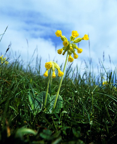 Cowslip Primula veris L flowering in meadow above   the Cuckmere River Sussex England