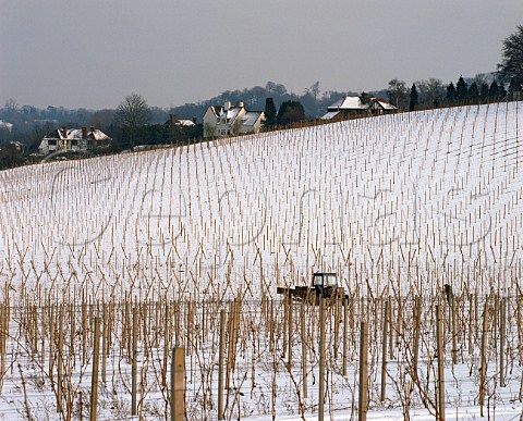 Worker in snowcovered vineyard of Denbies Estate on the North Downs at Dorking Surrey England