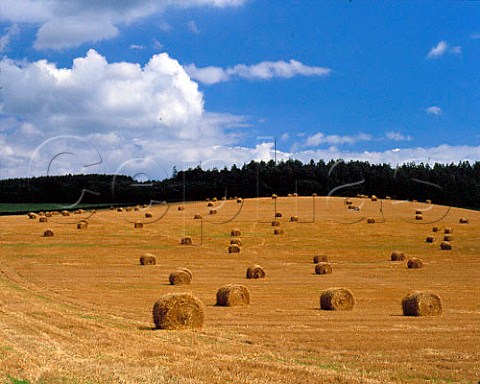 Round bales of hay Dorset England