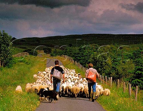 Moving Blackface sheep back to pasture after   shearing   Galloway Scotland
