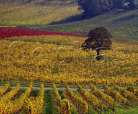 Autumn colours in vineyard of Denbies Estate on the North Downs at Dorking Surrey England