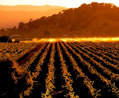 Irrigation after harvest in El Retiro vineyard along   the Silverado Trail Napa Co California   Napa Valley