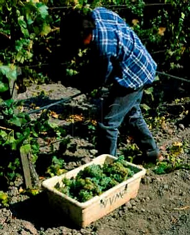 Picking Chardonnay grapes for Robert Mondavi Winery Oakville Napa Valley California