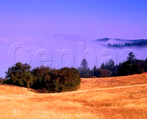 Above the morning foghigh up in the hills at the   head of the Sonoma valley East of Santa Rosa    California