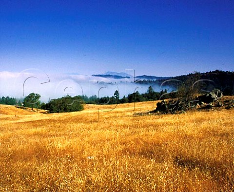 Above the morning fog high in the hills at the head   of the Sonoma Valley near Santa Rosa California   Sonoma Valley