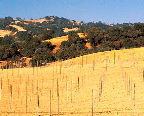 New vineyard planting near Geyserville Sonoma Co California  Alexander   Valley