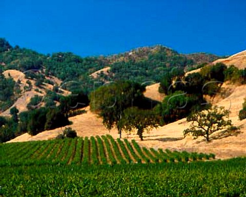 Vineyards near Hopland Mendocino Co California