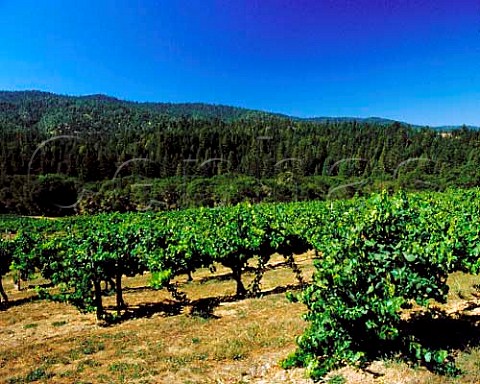 Husch Vineyards near Navarro Mendocino Co   California   Anderson Valley