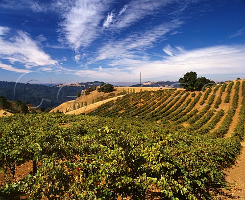 Ridge Vineyards on Monte Bello Ridge in the Santa Cruz Mountains Cupertino California  Santa Cruz Mountains AVA