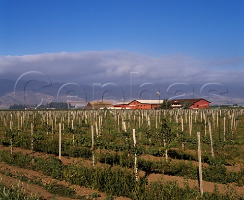 Jekel Vineyards in the Arroyo Seco with morning fog on the hills beyond Greenfield Monterey Co California
