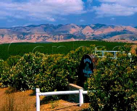 Paragon Vineyards in the Edna Valley San Luis Obispo Co California