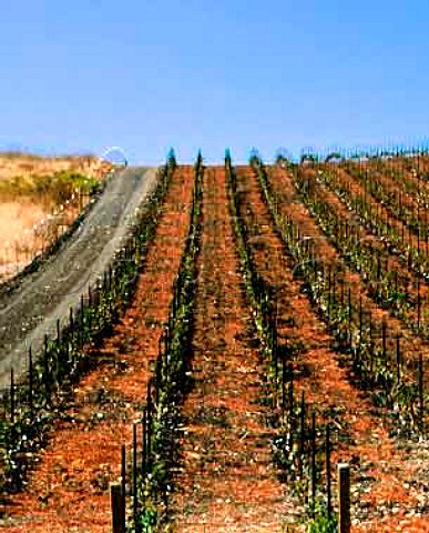 New vineyards of Maison Deutz SEof Arroyo   GrandeSan Luis Obispo Co California