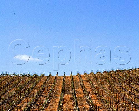 New vineyards of Maison Deutz SEof Arroyo Grande   San Luis Obispo Co California