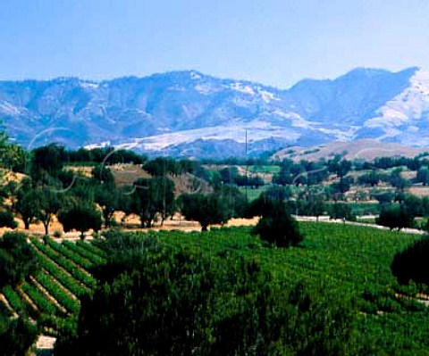 Cabernet Sauvignon vineyard of Firestone   Los Olivos Santa Barbara Co California  Santa Ynez Valley