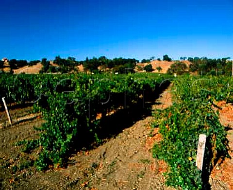 Carey Vineyards Solvang Santa Ynez valley Santa   Barbara CoCalifornia
