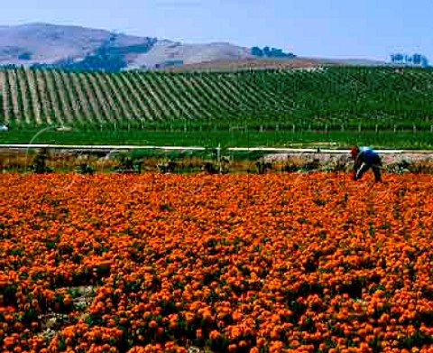 Vineyards and marigolds near Los Alamos Santa   Barbara CoCalifornia