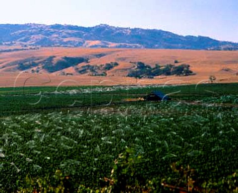 Vineyard irrigation after the harvest in the   Livermore Valley Alameda Co California