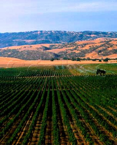 Vineyards in the Livermore Valley   Alameda Co California