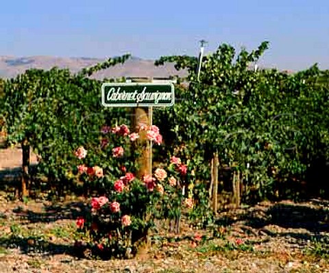 Cabernet Sauvignon vineyard of Concannon   Livermore Alameda Co California   Livermore Valley