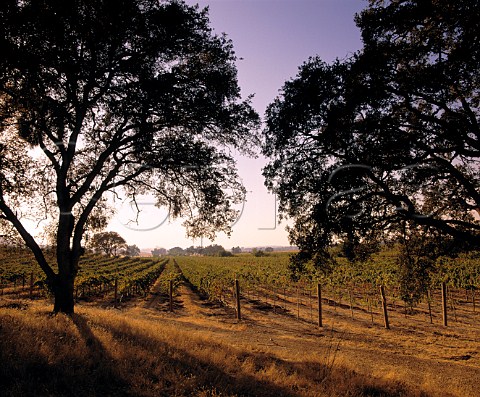 Winterbrook Vineyards Ione Amador Co  California    Sierra Foothills