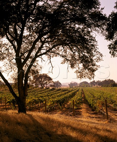 Winterbrook Vineyards near Ione Amador  Co California  Sierra Foothills