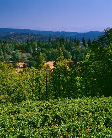 Sierra Vista vineyard with the Sierra Nevada mountains in distance Pleasant Valley El Dorado County California Sierra Foothills
