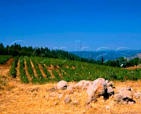 View over vineyard from the balcony of Lava Cap Winery in the  Sierra Foothills near Placerville El Dorado Co California