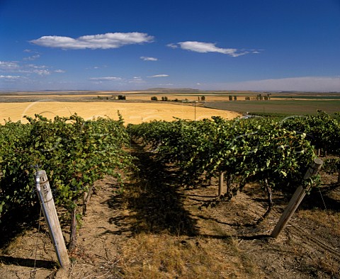 Cabernet Sauvignon vines of Champoux Vineyards  in the Horse Heaven Hills south of Prosser    Washington USA    Columbia Valley AVA