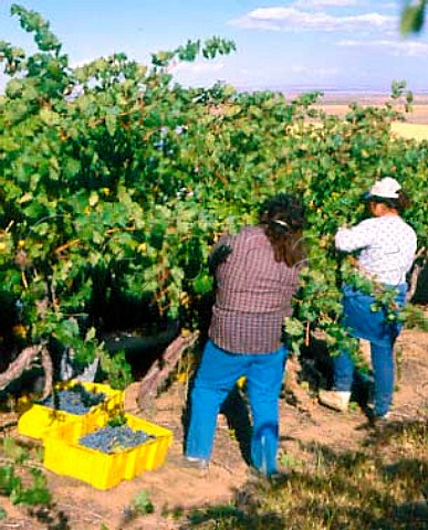 Harvesting Cabernet Sauvignon grapes of   Champoux Vineyards in the Horse Heaven Hills   south of Prosser  Washington USA      Columbia Valley AVA