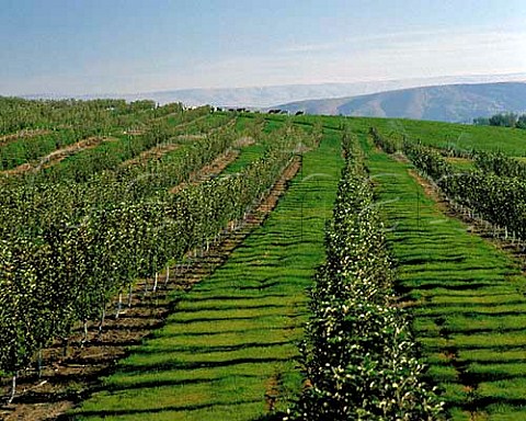 Apple orchard near Zillah Yakima valley Washington