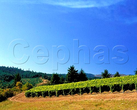Shafer Vineyards Washington Co Oregon