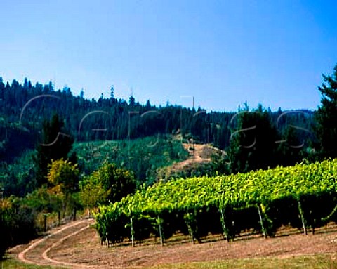 Shafer Vineyards Washington Co Oregon USA