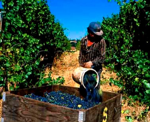 Picking Pinot Noir grapes of Sokol Blosser winery   Dundee Yamhill Co Oregon USA  Willamette Valley