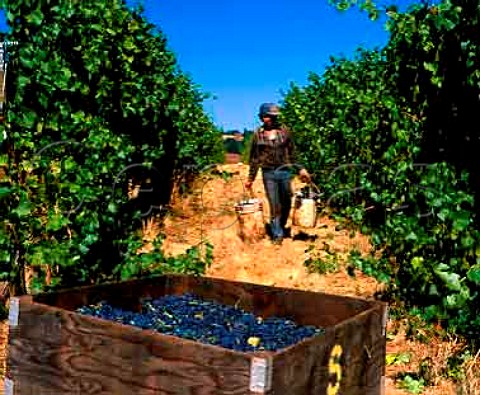 Picking Pinot Noir at Sokol Blosser winery in the   Willamette Valley Near Dundee Yamhill Co Oregon