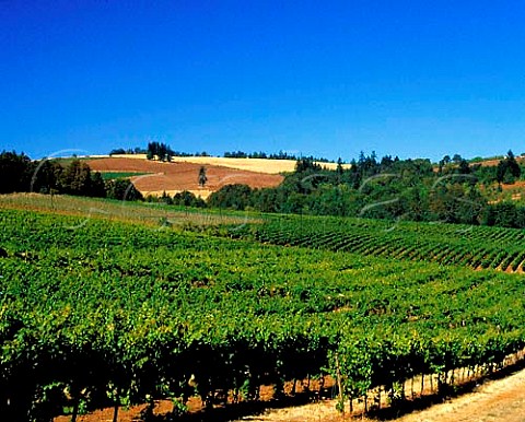 Vineyards at Sokol Blosser winery in the Willamette   Valley Near Dundee Yamhill Co Oregon