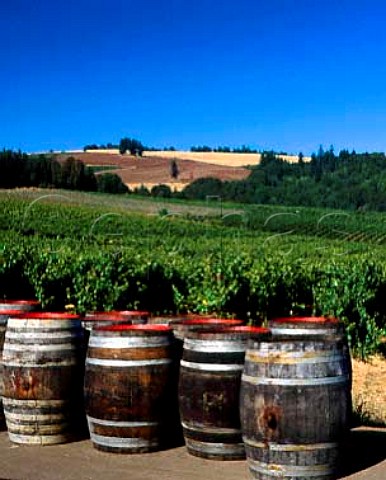 Vineyards and barrels at Sokol Blosser Winery in the   Willamette Valley Near Dundee Yamhill Co Oregon