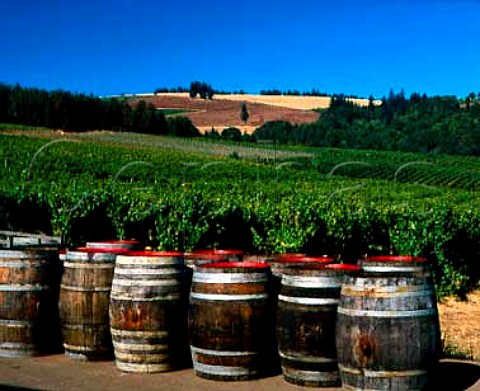 Barrels by vineyards of Sokol Blosser Winery   Dundee Yamhill Co Oregon USA   Willamette Valley