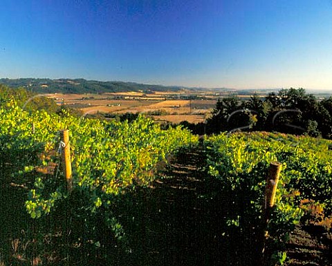 Amity vineyards overlooking the Willamette Valley   Yamhill Co Oregon