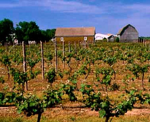 Vineyard of Lenz Winery with Pindar Winery in distance Cutchogue New York  North Fork of Long Island AVA