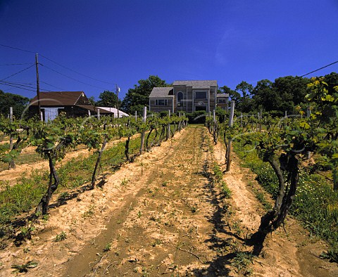 Cabernet Sauvignon vines in Hargrave Vineyard    the first vines to be planted on Long Island 1973    Cutchogue New York USA   North Fork