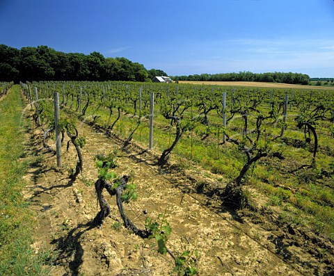 Cabernet Sauvignon vines in Hargrave Vineyard     the first vines to be planted on Long Island 1973   Cutchogue New York USA   North Fork of Long Island