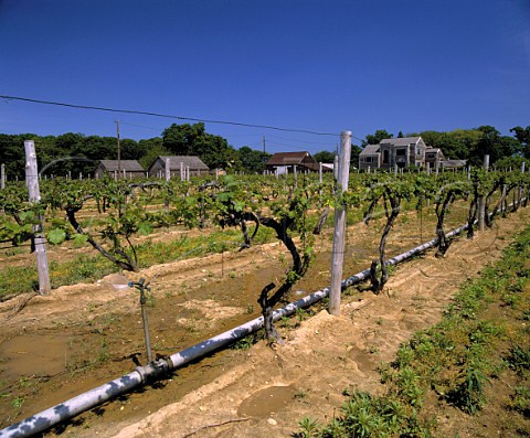 Irrigation of Cabernet Sauvignon vines in Hargrave   Vineyard the first vines planted on Long Island   1973    Cutchogue New York USA  North Fork of Long Island