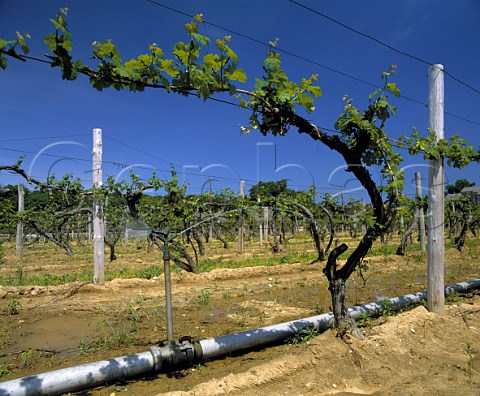 Irrigation of Cabernet Sauvignon vines in Hargrave   Vineyard  the first vines planted on Long Island in   1973   Cutchogue New York USA  North Fork of Long Island