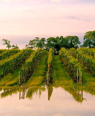 Vineyards flooded after Spring storms Long Island   New York USA  North Fork