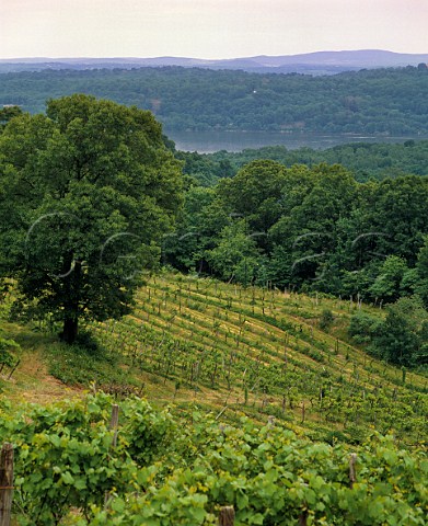 Vineyard of Benmarl Winery above the Hudson River Marlboro New York USA Hudson River