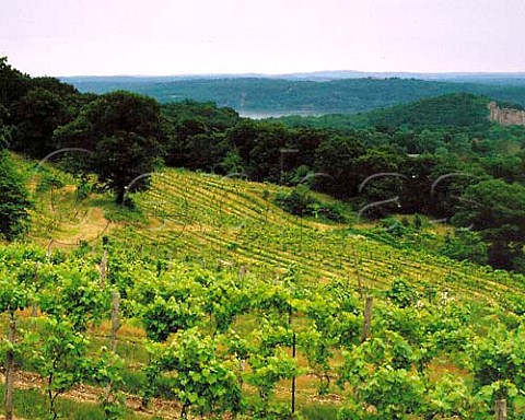 Vineyards of Benmarl Wine Company above the Hudson   River Marlboro New York USA