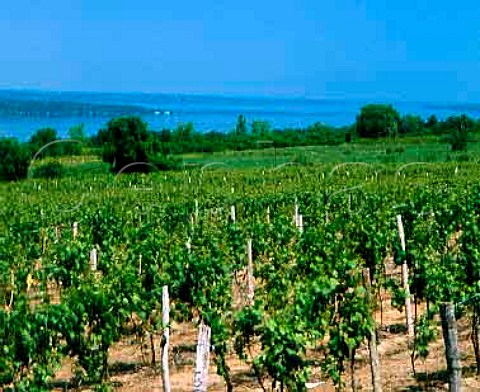 Chardonnay vineyard of Wagner Vineyards on the east   side of Seneca Lake south of Lodi New York      Finger Lakes